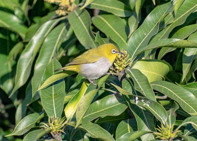 Ilustrasi burung pleci