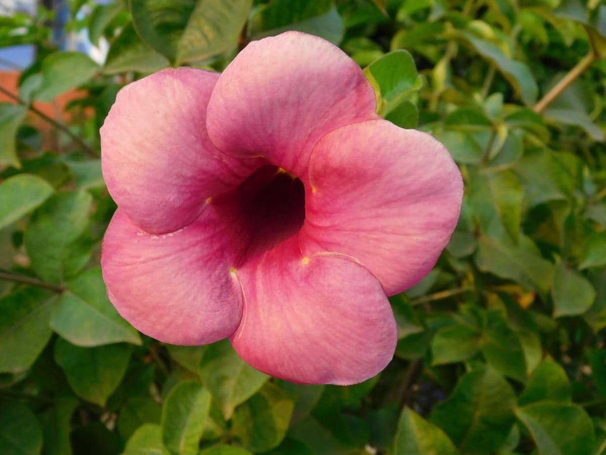 5 Jenis Bunga Alamanda yang Ideal untuk Ditanam di Rumah