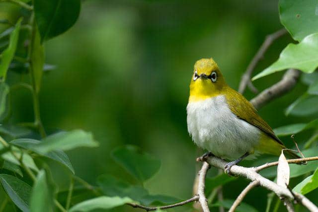 Ilustrasi burung pleci