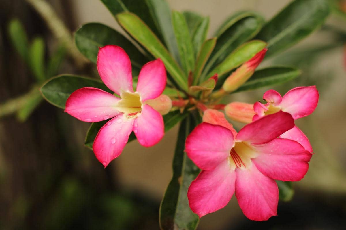 ilustrasi adenium
