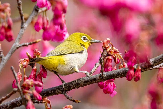 5 Fakta Burung Pleci, Burung Berkacamata dengan Telur Kebiruan