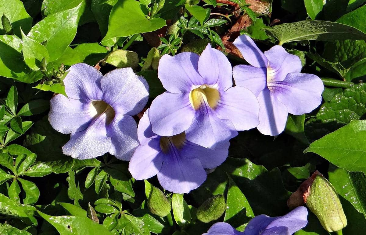 ilustrasi thunbergia grandiflora