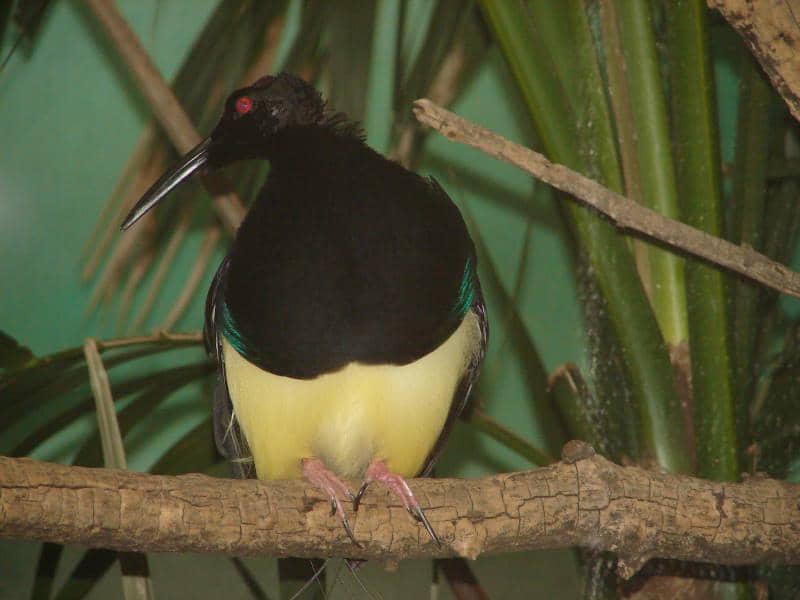 Burung cendrawasih