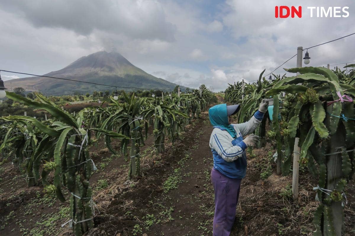 [FOTO] Sinabung Masih Mengeluarkan Asap, Masyarakat Tetap Waspada