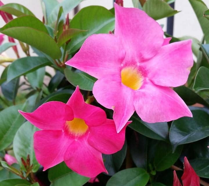 ilustrasi mandevilla splendens