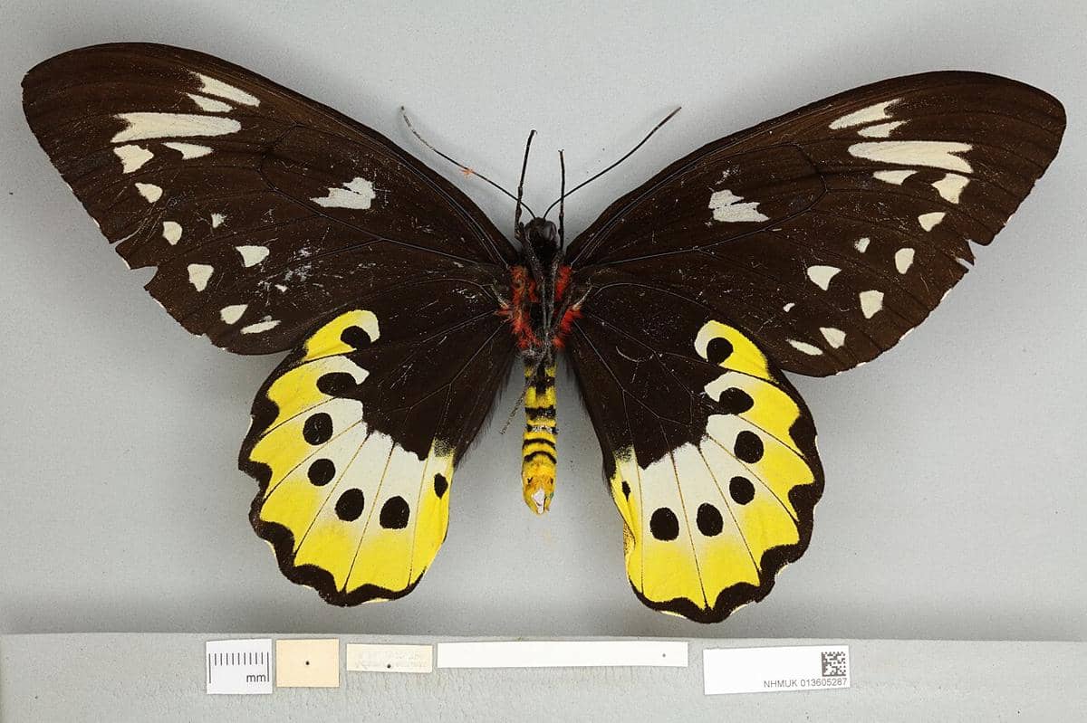 ilustrasi Goliath Birdwing (commons.wikimedia.org/PMWing)
