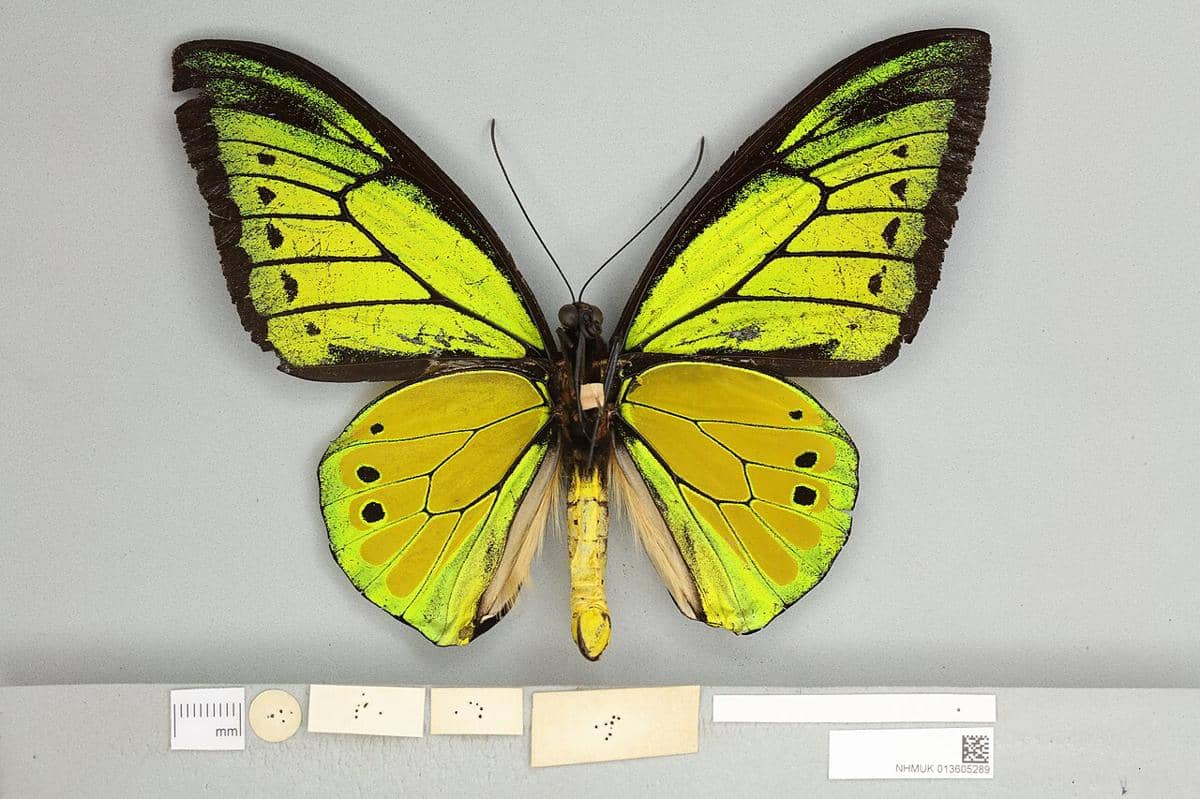 5 Fakta Goliath Birdwing, Kupu-kupu Raksasa Eksotis Maluku