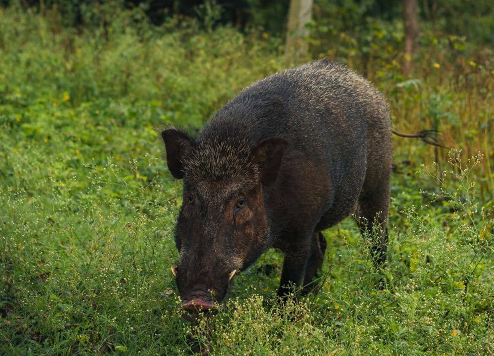 5 Tips Menghindari Serangan Babi Hutan saat Mendaki, Pendaki Wajib Tahu