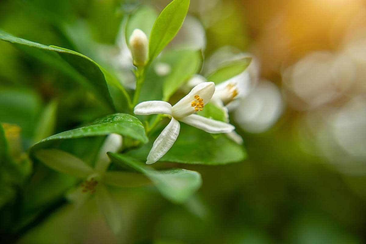 5 Rekomendasi Parfum Pria Aroma Neroli yang Wanginya Clean
