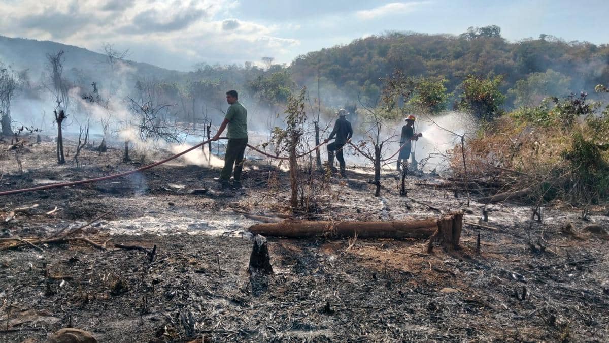 17.406 Hektare Hutan dan Lahan di NTB Hangus Terbakar dalam 7 Bulan