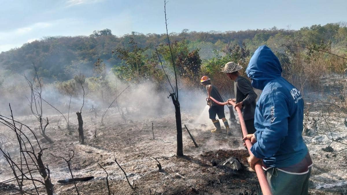 8 Hektare Kawasan Hutan dan Lahan di Sambelia Lotim Ludes Terbakar