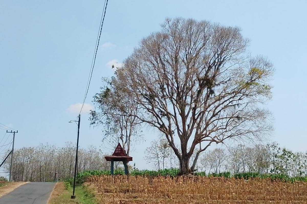Kemarau Mencekik Petani Magetan, Irigasi Rusak, Anggaran Dipangkas