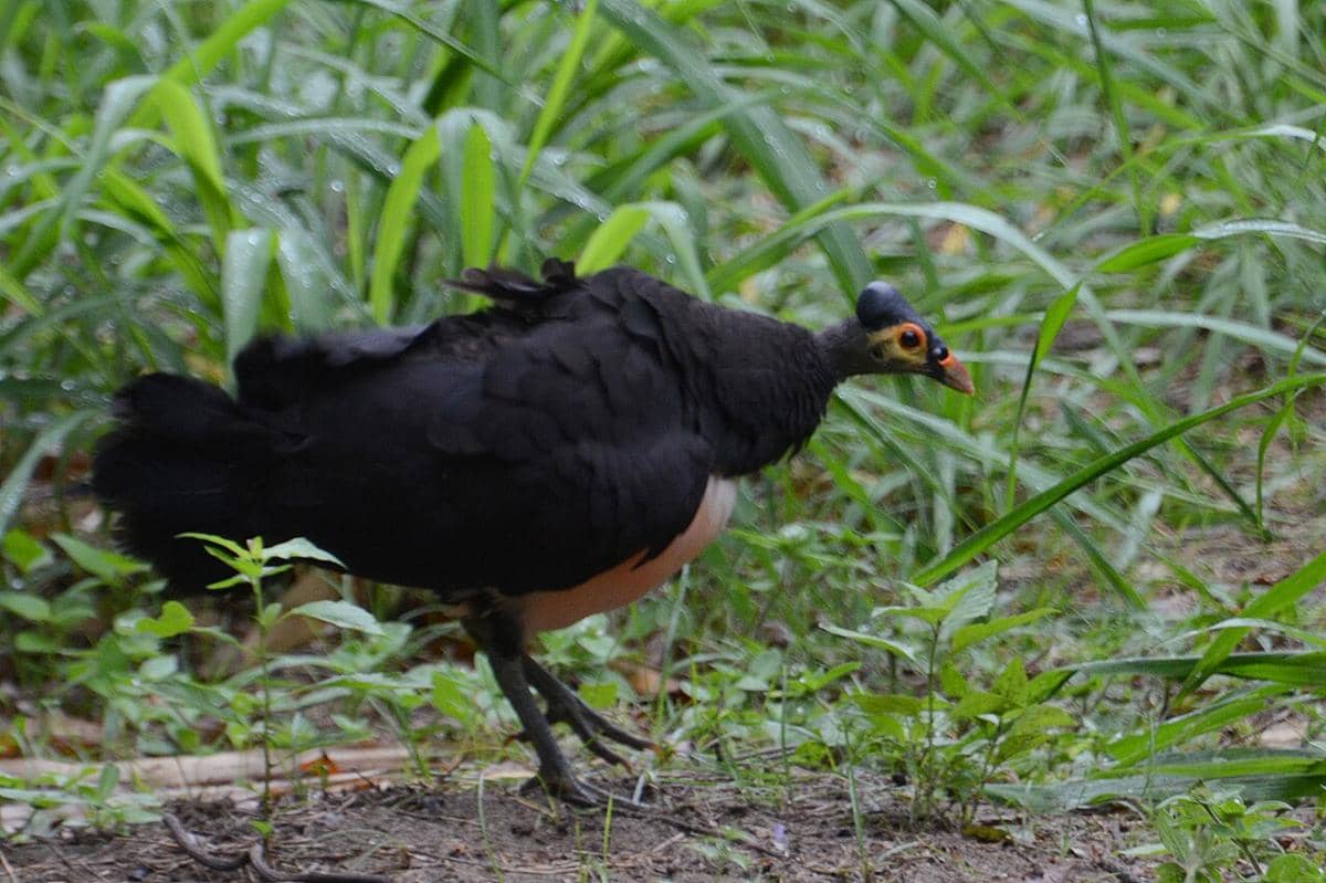 potret burung maleo