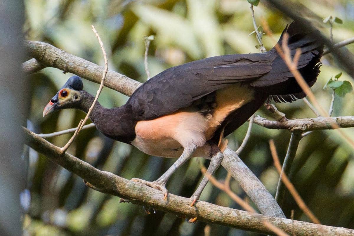 Rahasia Maleo, Burung yang Menetaskan Telur Pakai Panas Bumi!