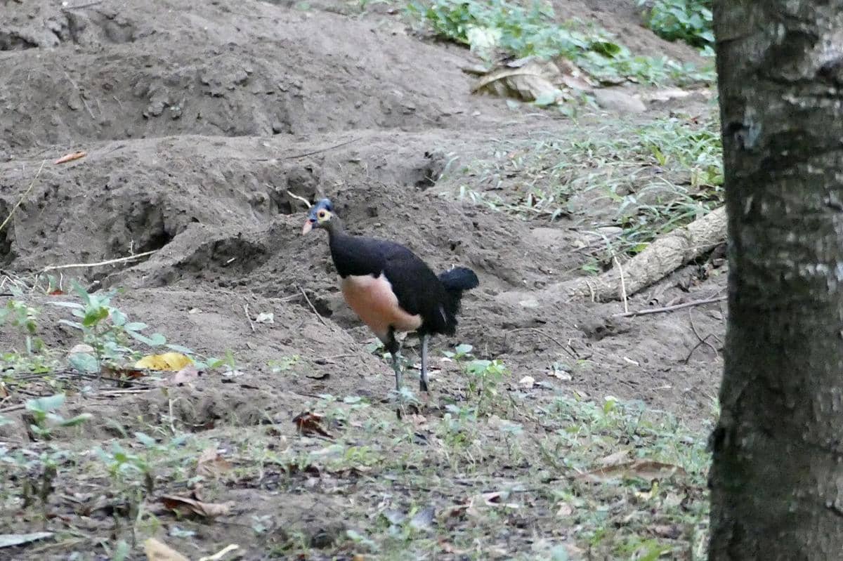 potret burung maleo