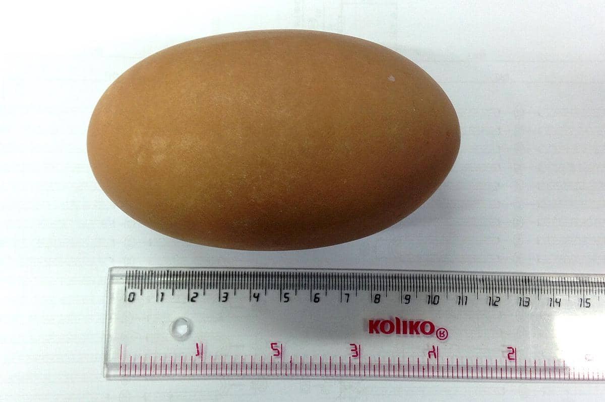 potret telur burung maleo