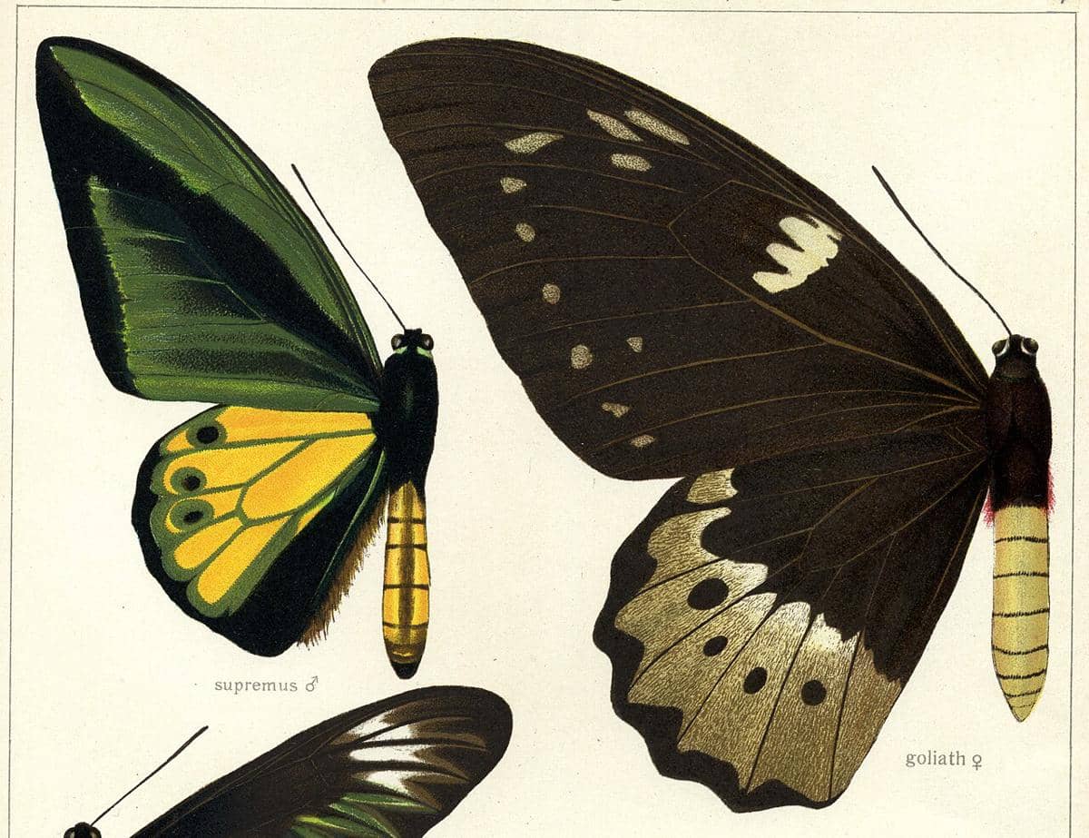 ilustrasi Goliath Birdwing (commons.wikimedia.org/Adalbert Seitz)