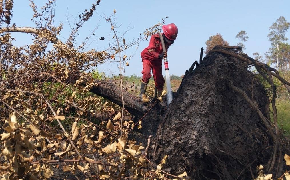 Walhi Sebut 5.539 Hotspot Sumsel Berada di Wilayah Konsesi Perusahaan
