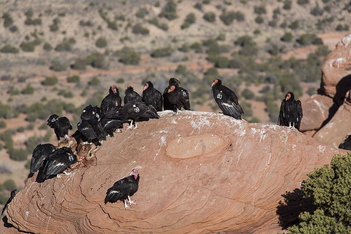 Burung kondor California (Gymnogyps californianus) di Monumen Nasional Vermilion Cliffs.
