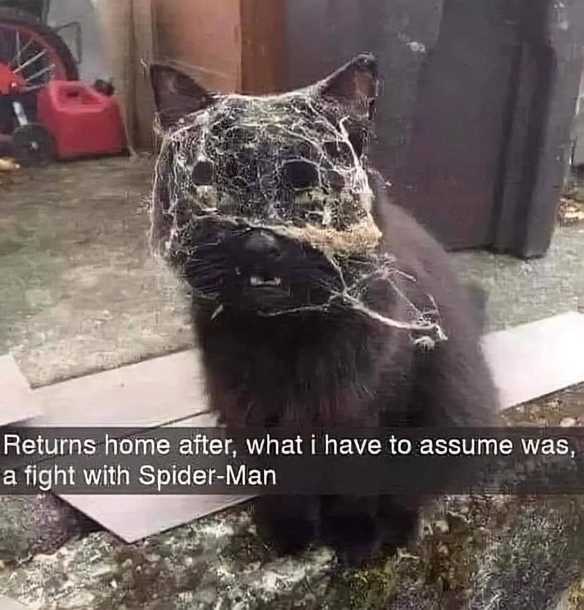 meme kucing tentang laba-laba