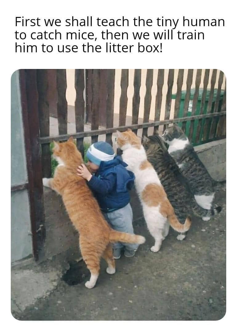 meme kucing tentang latihan