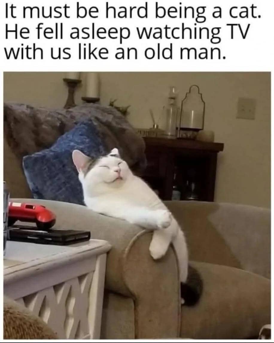 meme kucing nonton TV