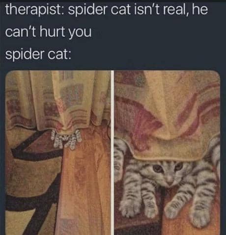 meme kucing tentang laba-laba