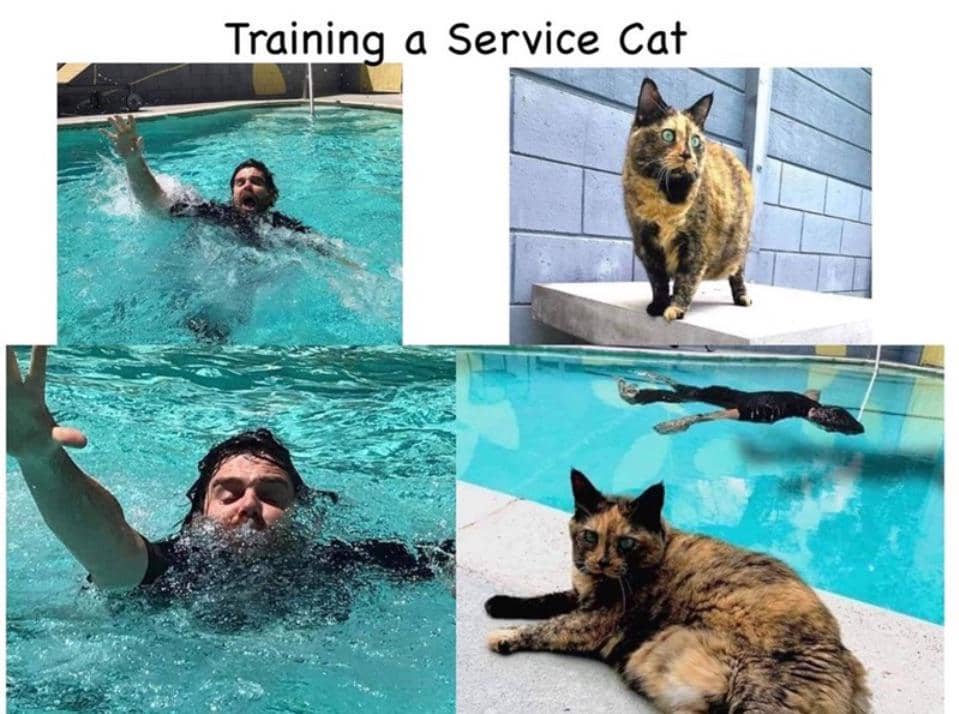 meme kucing tentang latihan