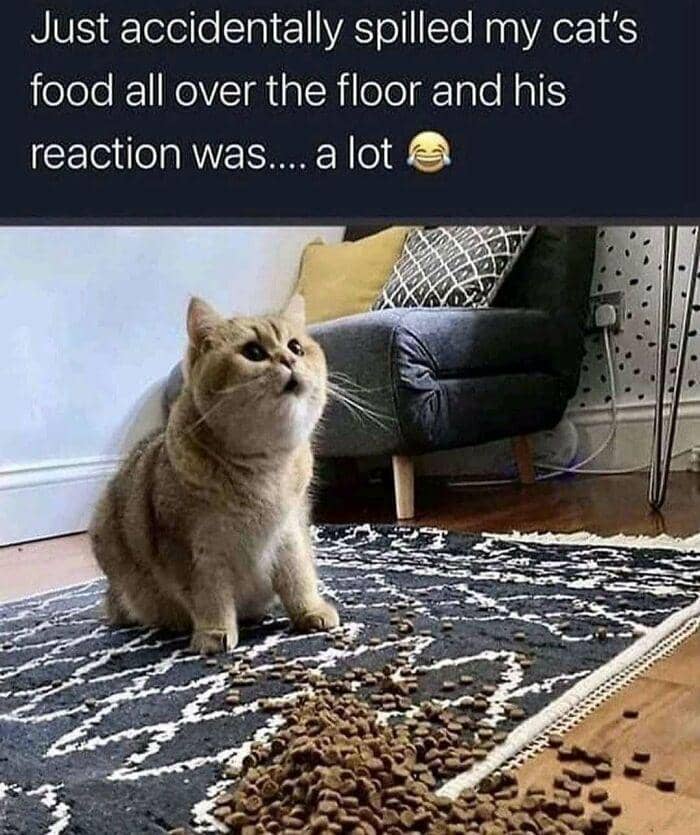 meme kucing tentang momen gak disengaja