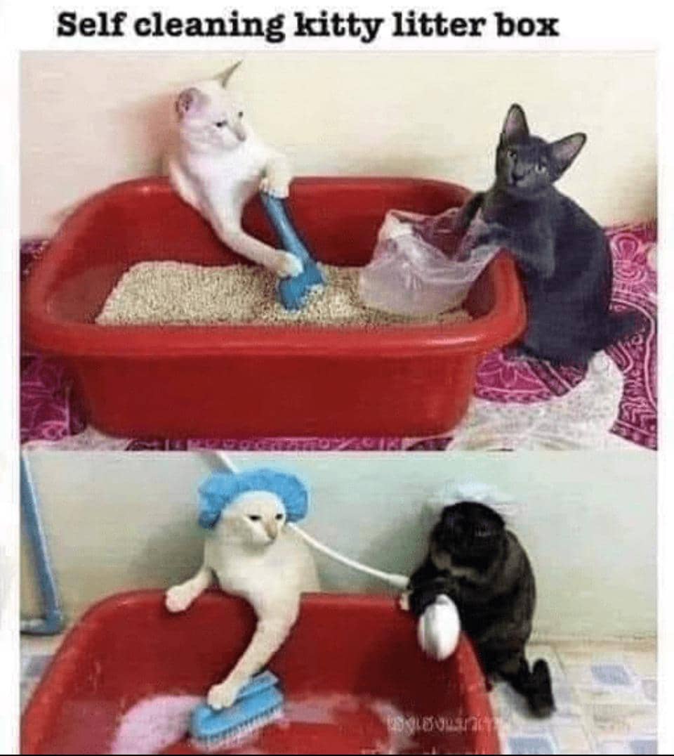 meme kucing tentang latihan