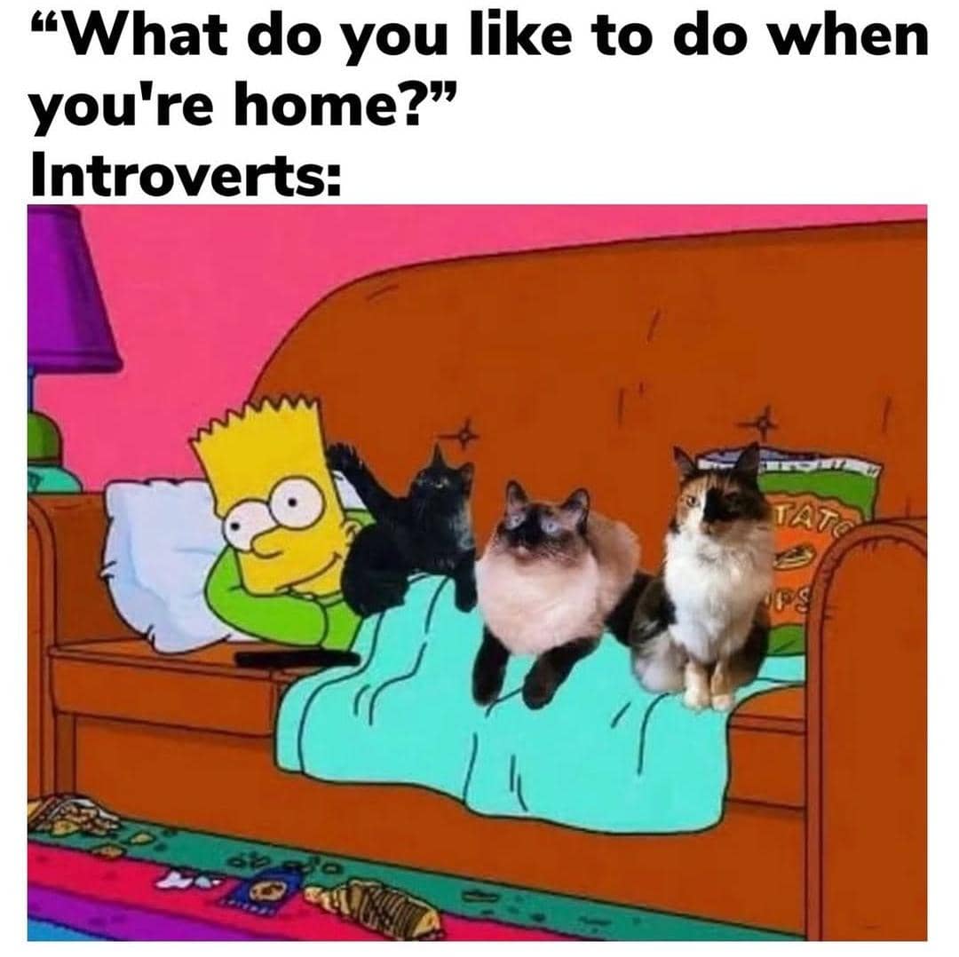 meme kucing nonton TV