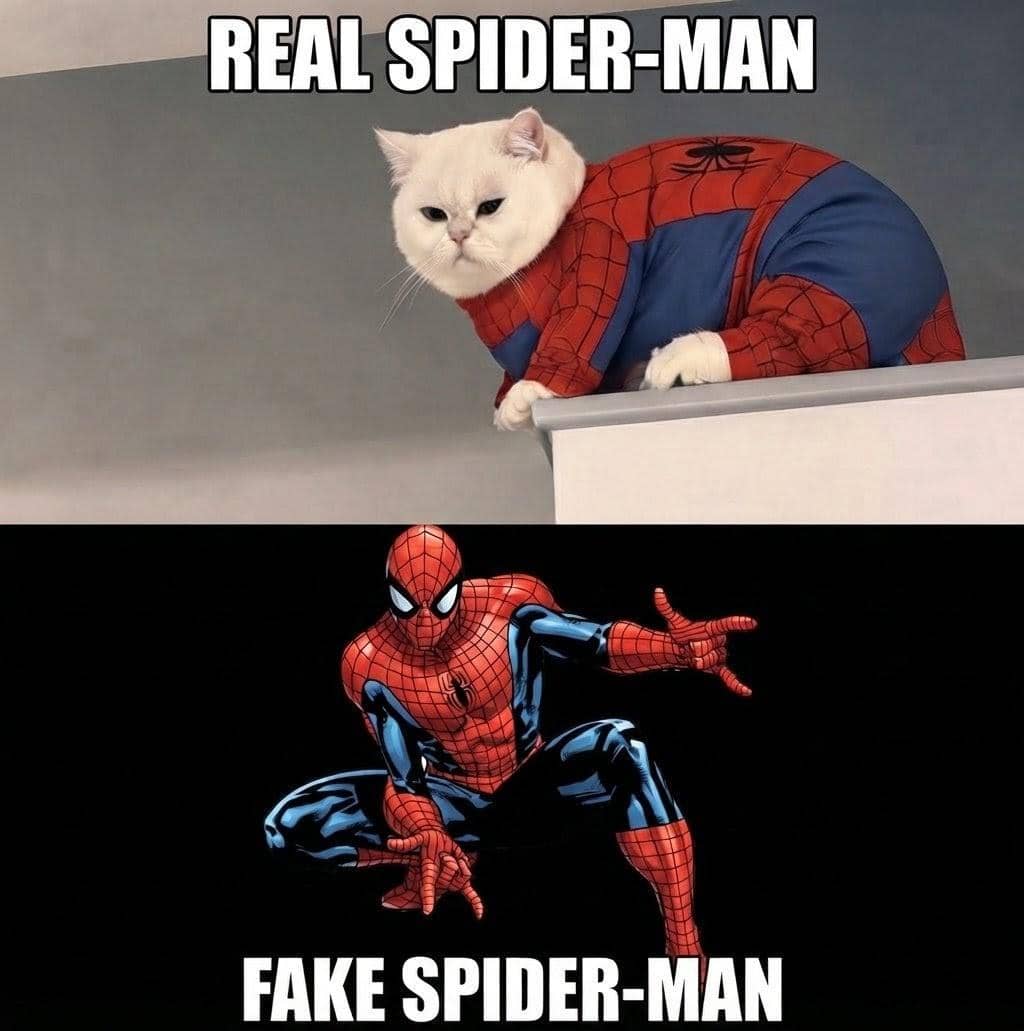meme kucing tentang laba-laba