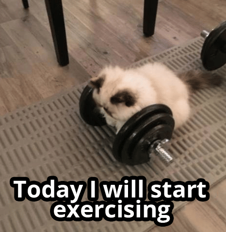 meme kucing tentang latihan