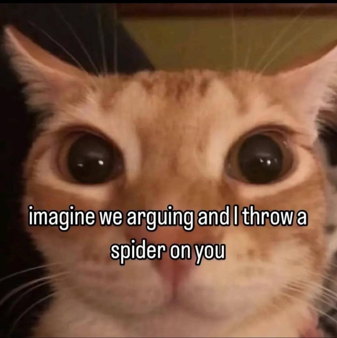 meme kucing tentang laba-laba