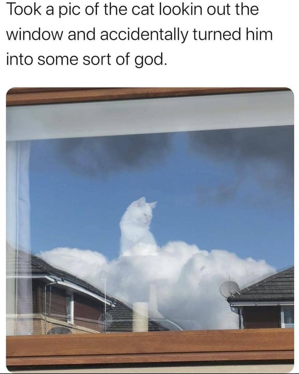 meme kucing tentang momen gak disengaja