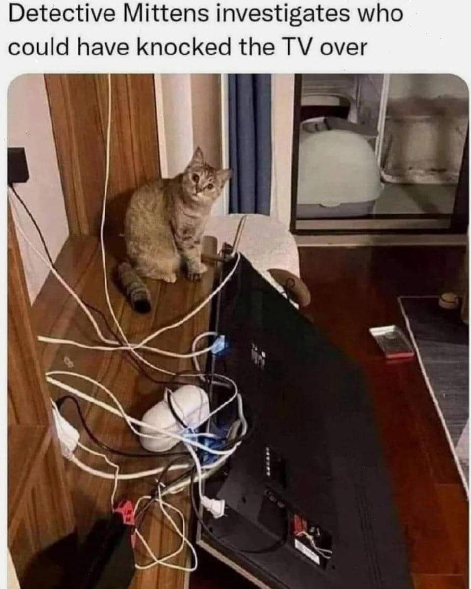 meme kucing nonton TV