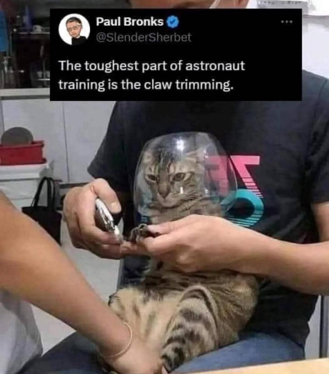 meme kucing tentang latihan