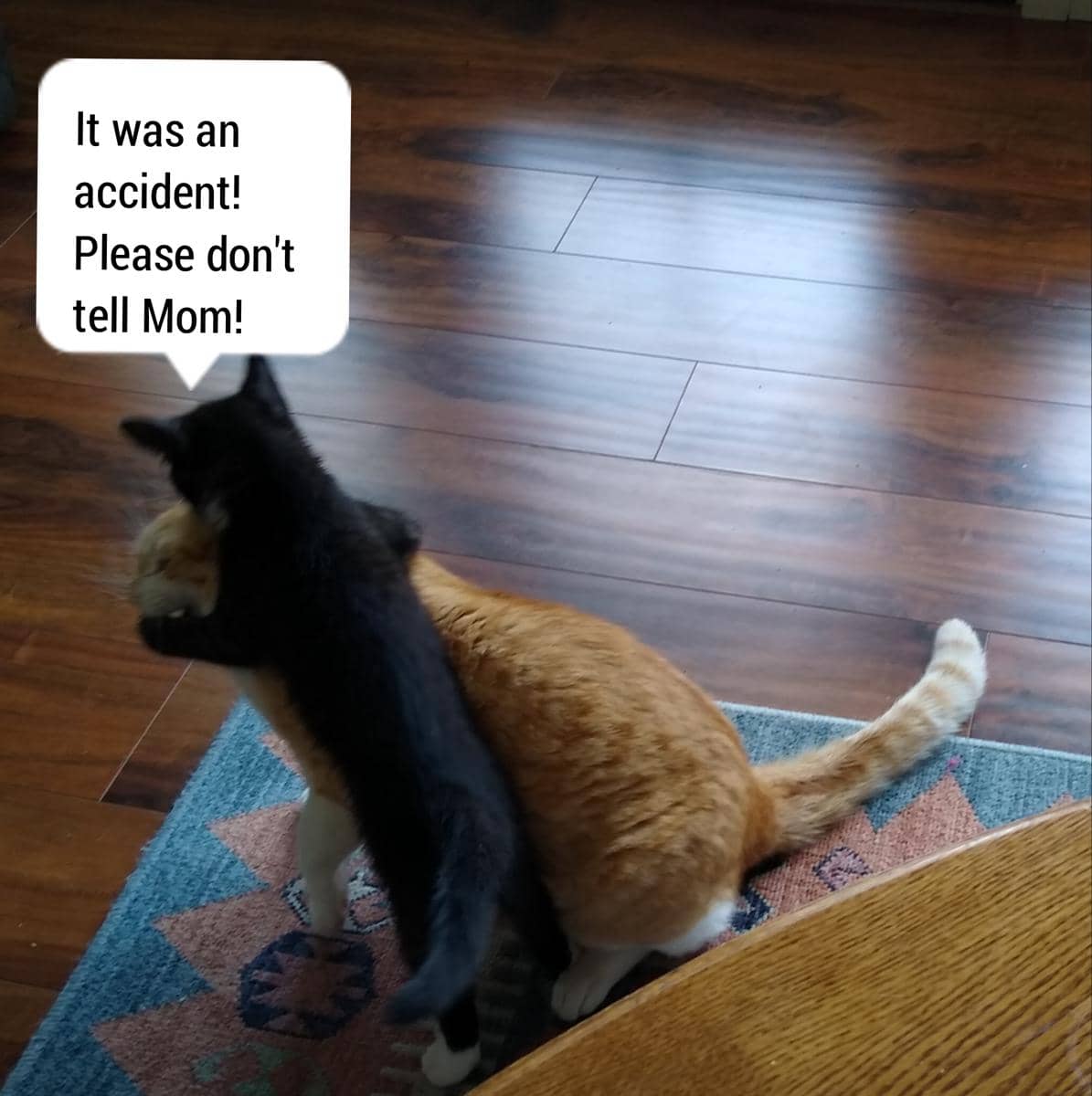 meme kucing tentang momen gak disengaja