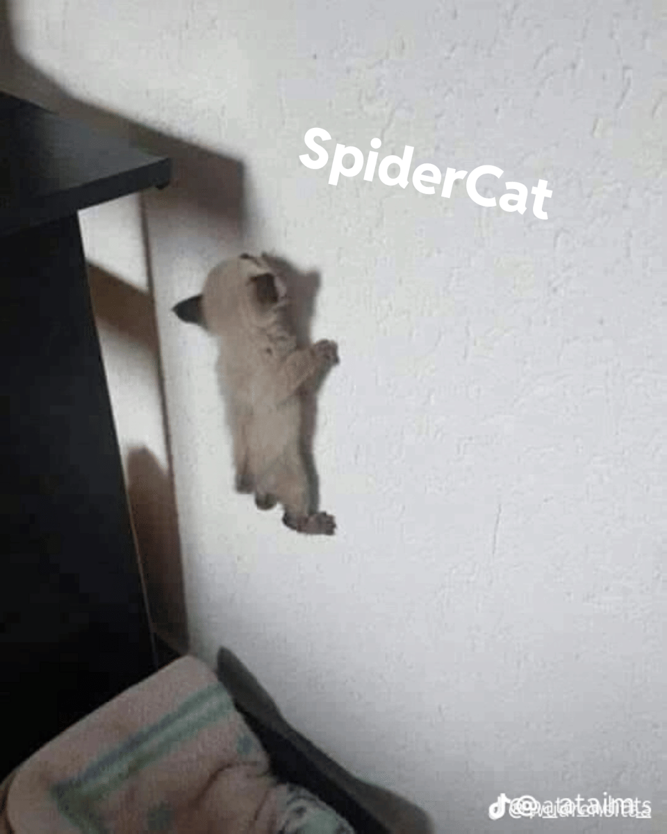 meme kucing tentang laba-laba