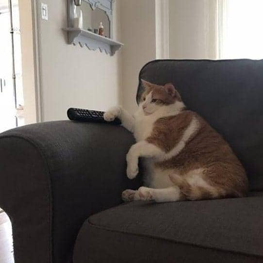 meme kucing nonton TV