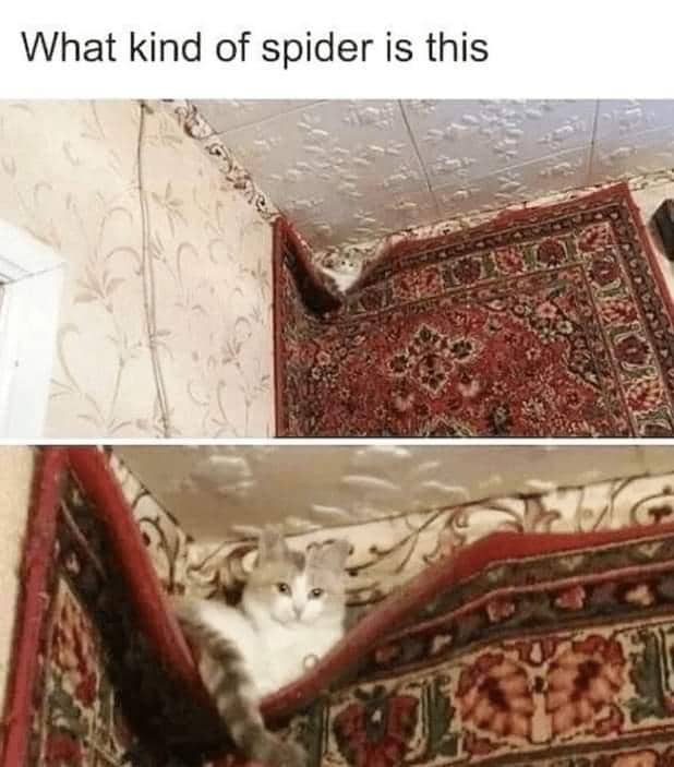meme kucing tentang laba-laba