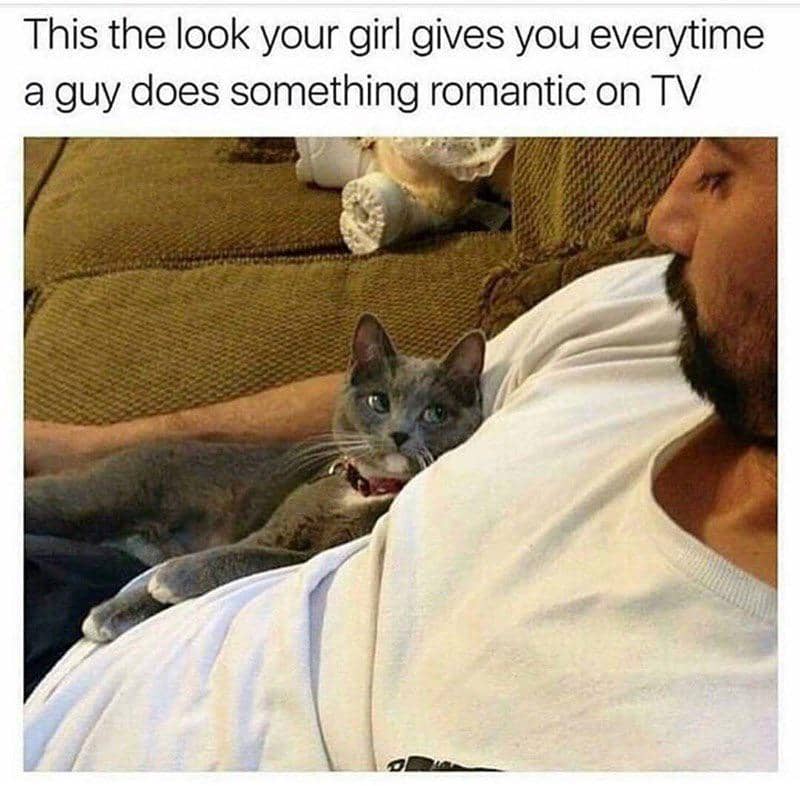 meme kucing nonton TV
