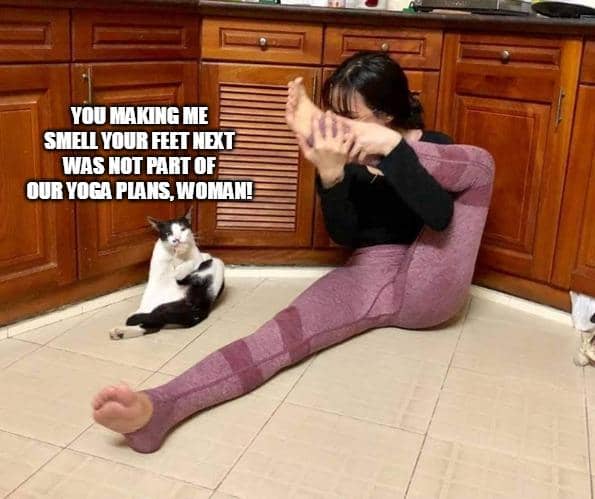 meme kucing tentang latihan