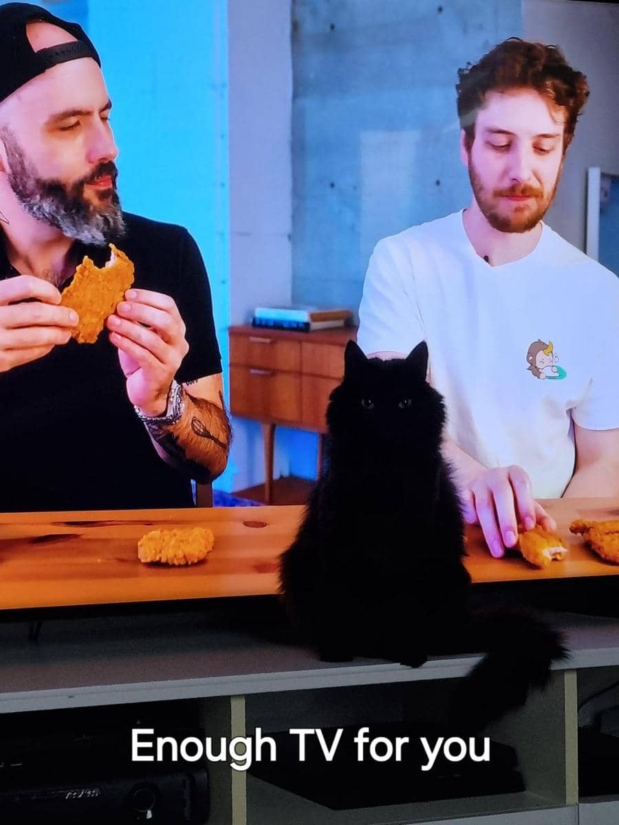 meme kucing nonton TV