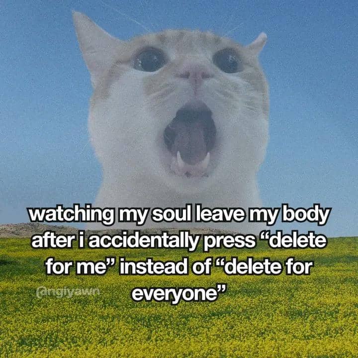 meme kucing tentang momen gak disengaja
