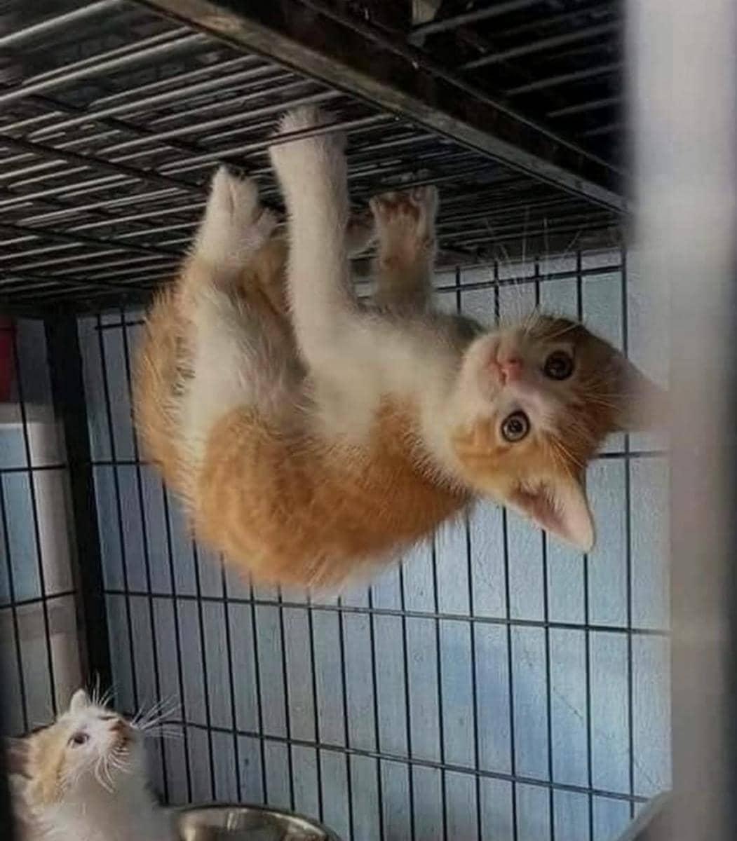 meme kucing tentang laba-laba