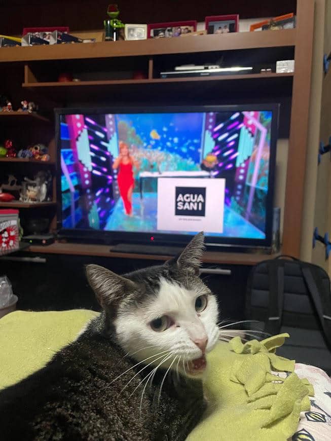 meme kucing nonton TV