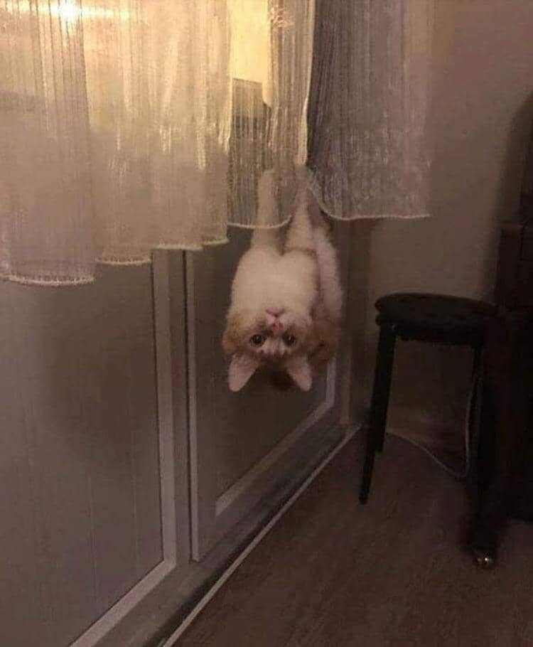 meme kucing tentang laba-laba