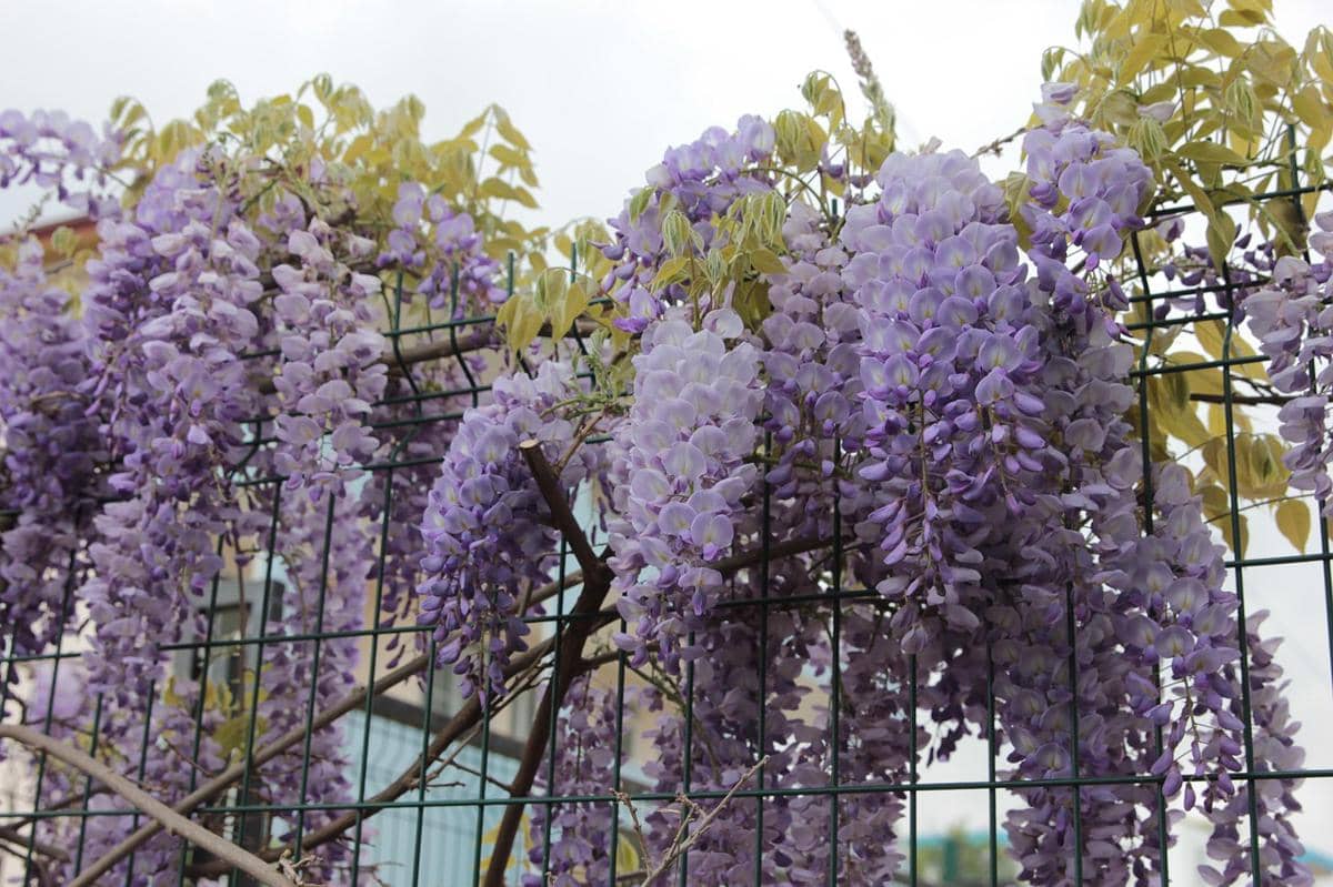 ilustrasi wisteria