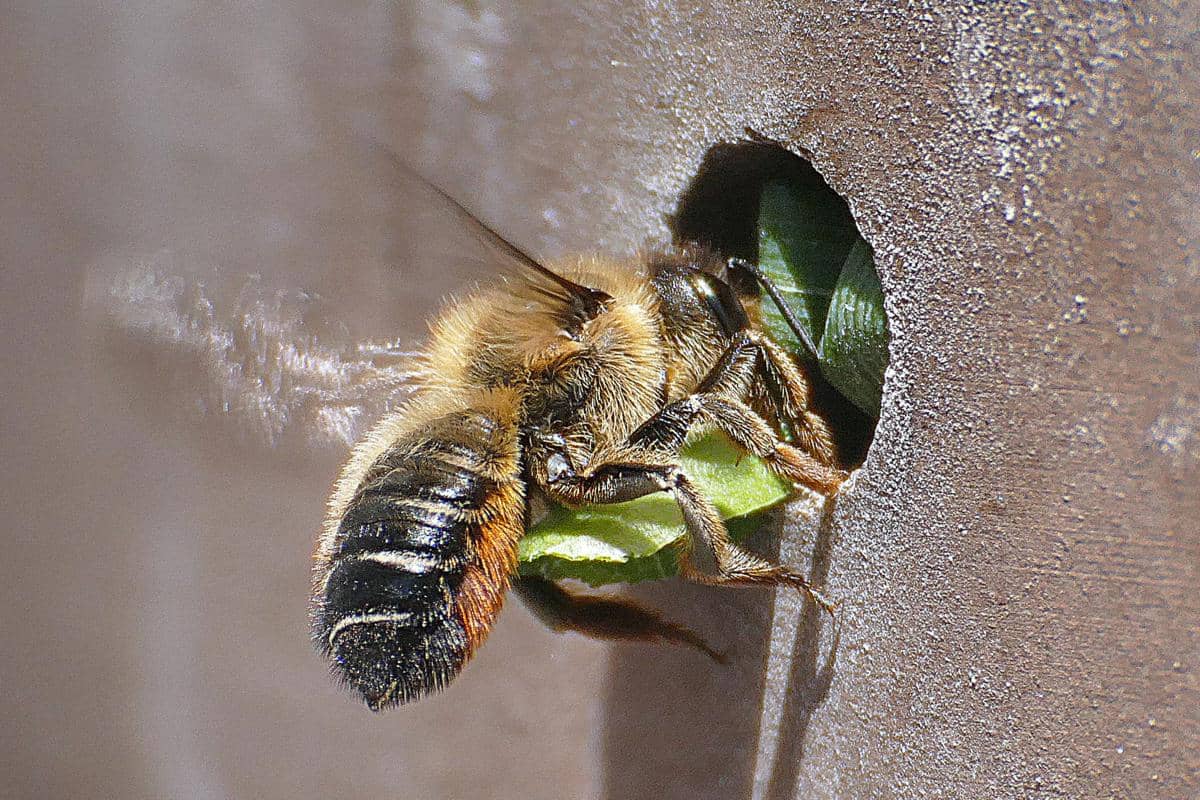 Leafcutter bee